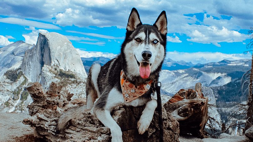 Yosemite Dog