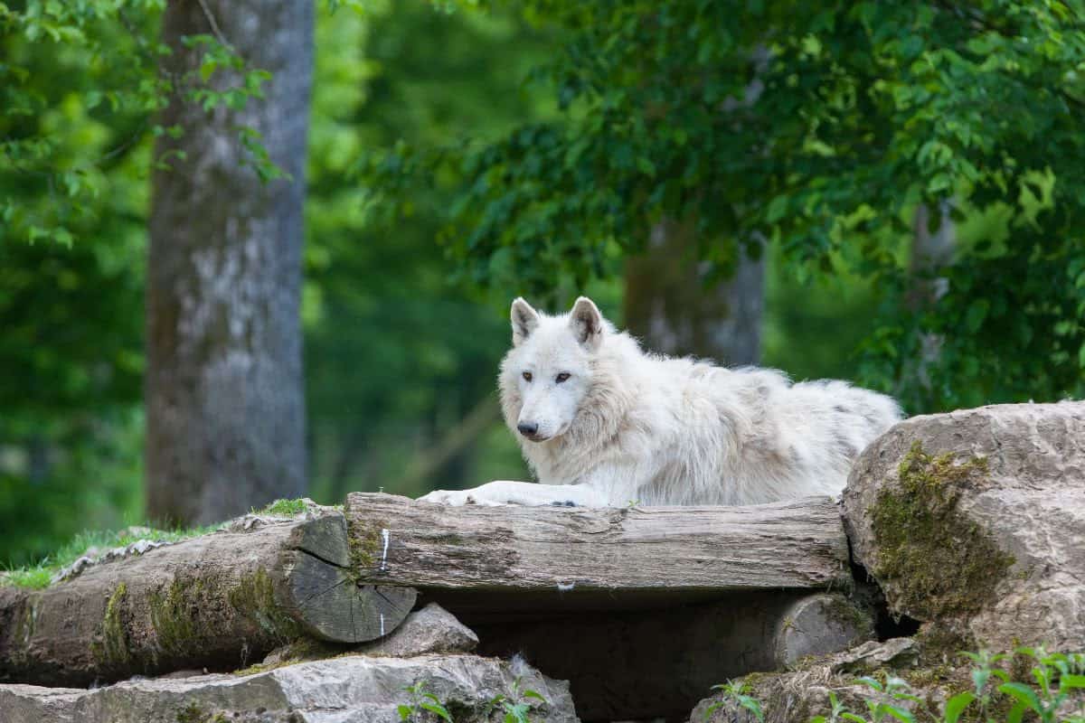 Dog on branch in Yosemite