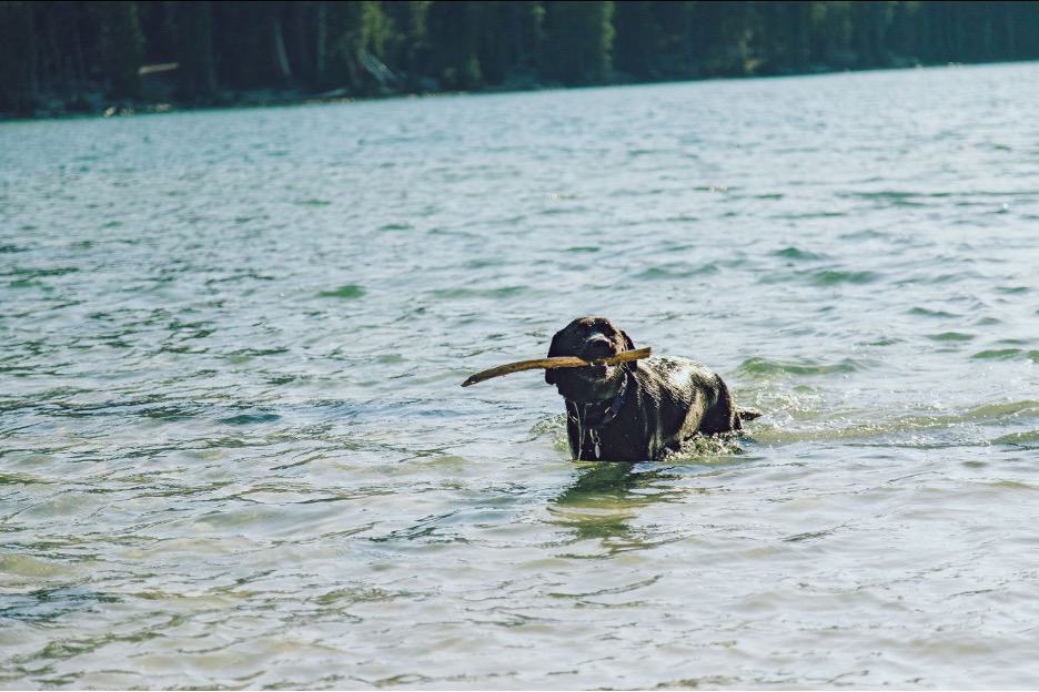 Dog Swimming