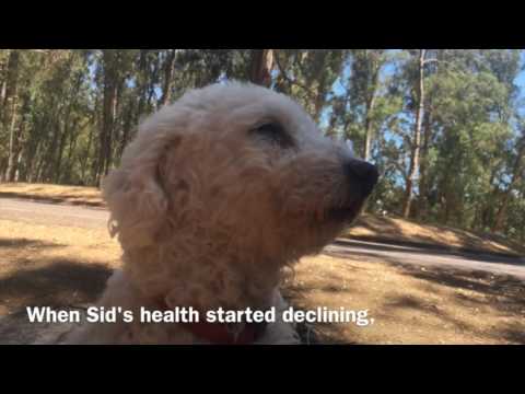 Senior rescue dog Sid