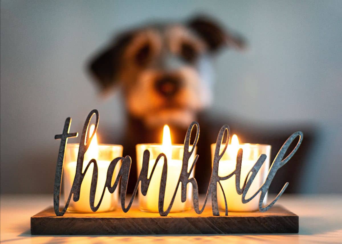 candles with "thankful" script text in front and dog in background