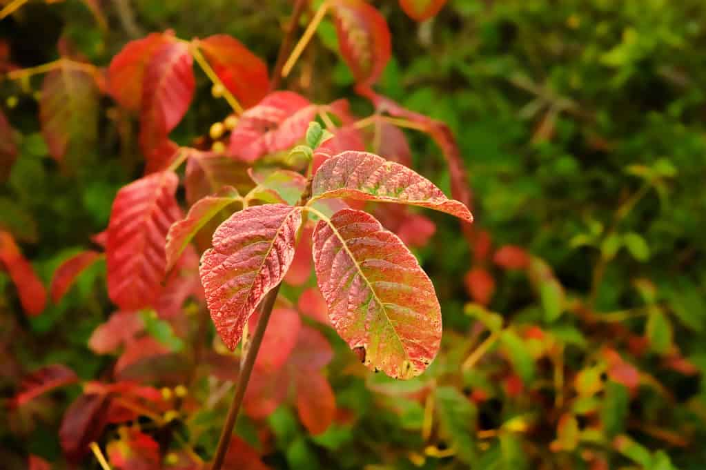 Poison oak leaves