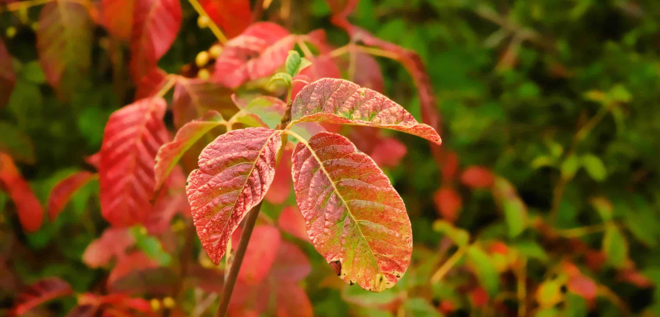 Poison oak leaves