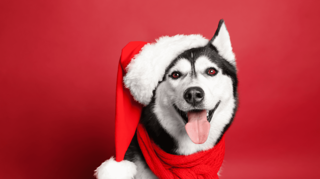 Dog in Santa hat