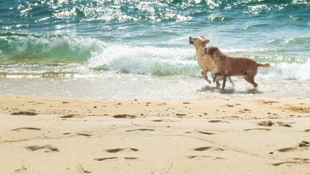 Dogs on the beach at Lake Tahoe.