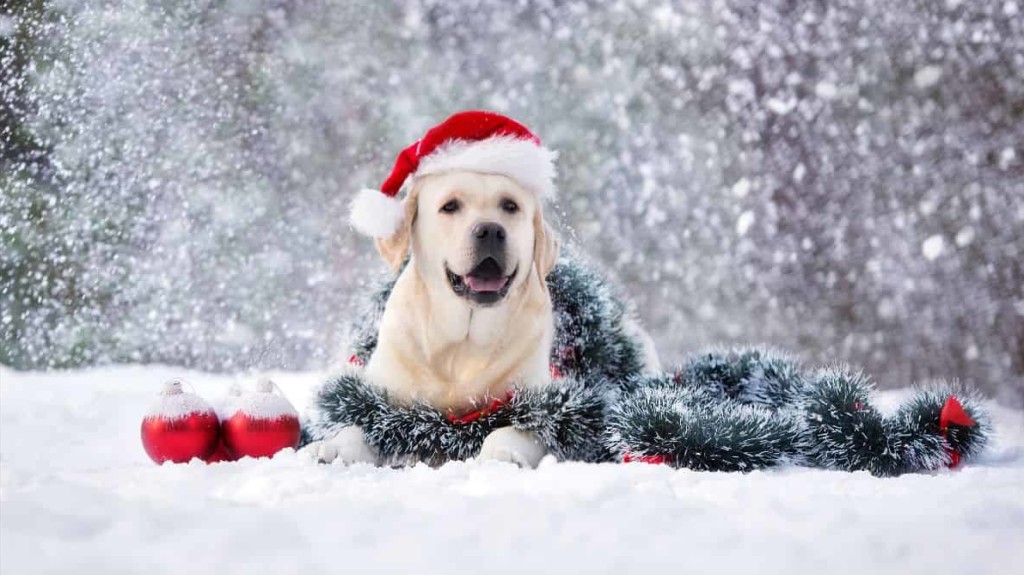 dog in snow wearing Santa hat