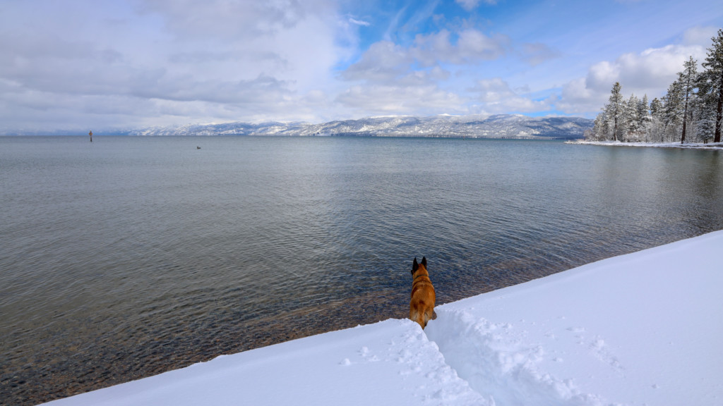 Belgian Malinois at Kiva Beach at Lake Tahoe with snow