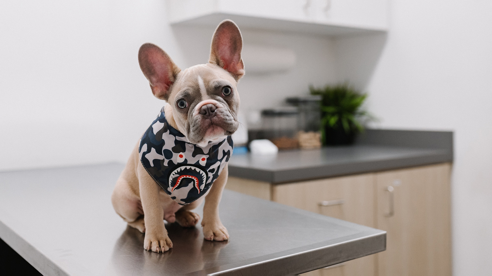 French bulldog on exam table at vet