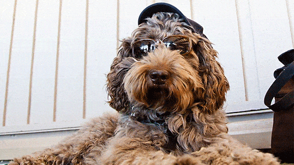 Dog at Palm Springs aerial tramway