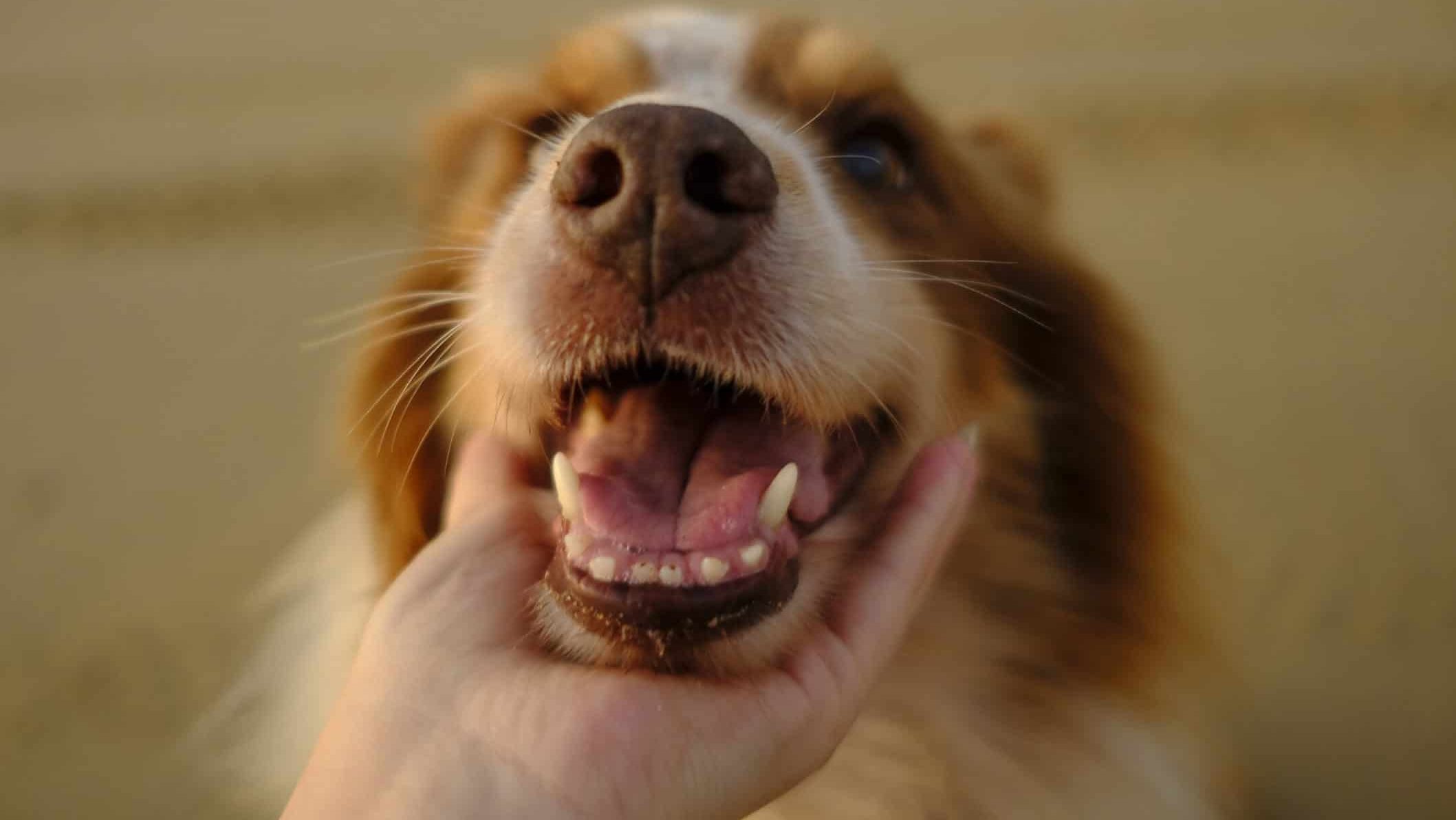 Brown and white dog in close up photography