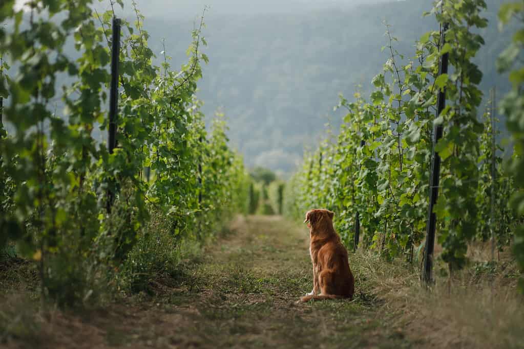 dog in a vineyard in nature. A pet in the summer, Nova Scotia Duck Tolling Retriever