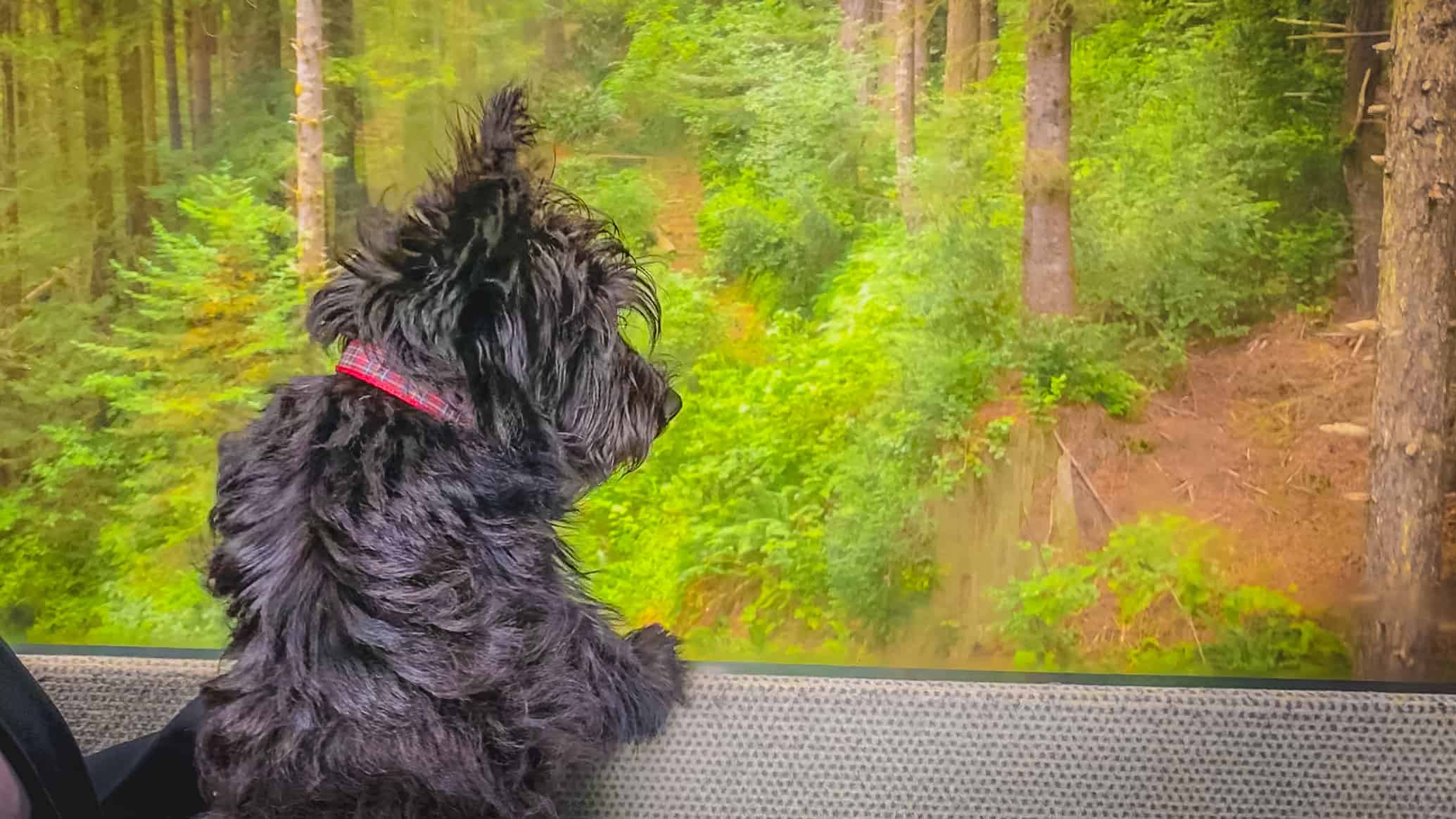 dog looks out window from SkyTrail gondola