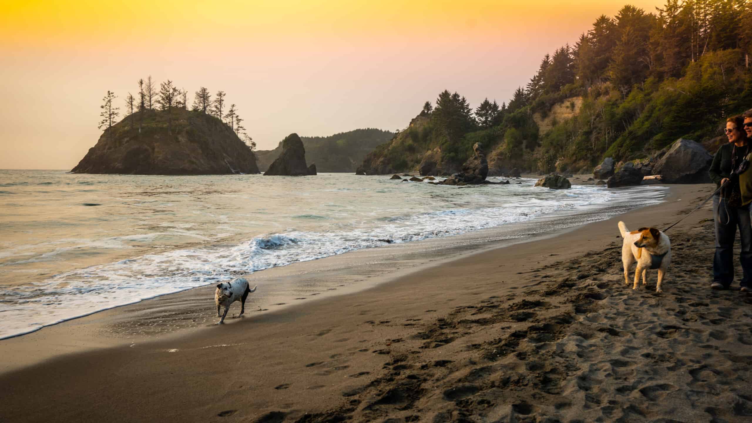 dogs on beach