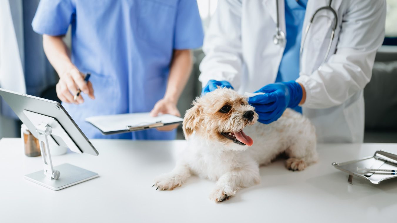 Two vets with dog getting a shot