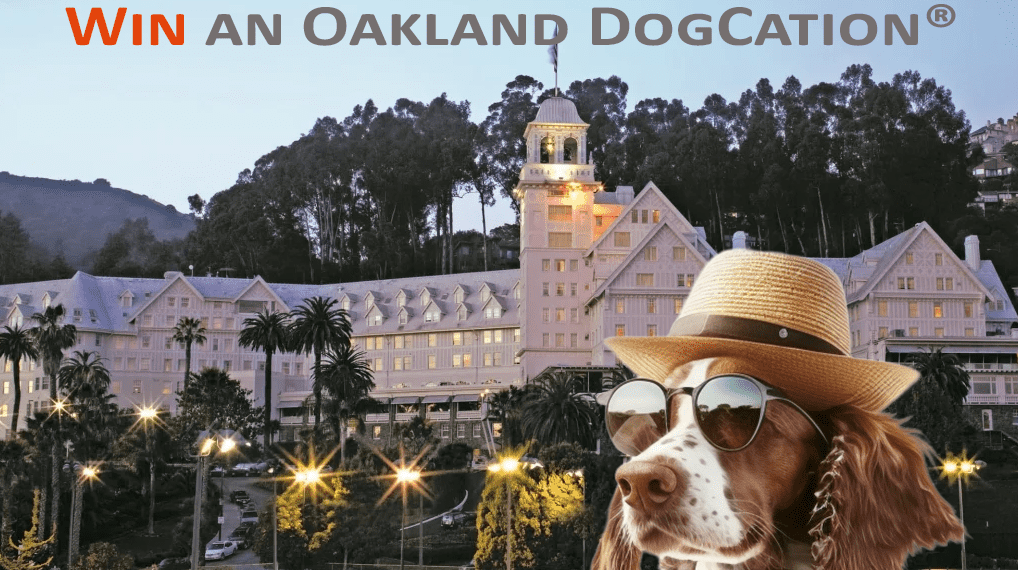 Win an Oakland Dogcation