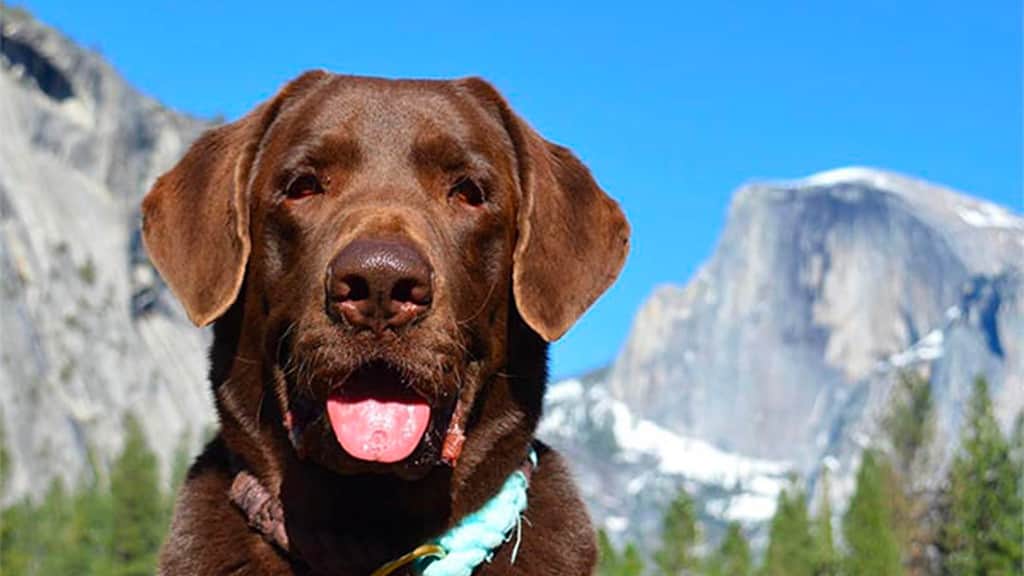 chocolate lab at Yosemite with Half Dome in the background.