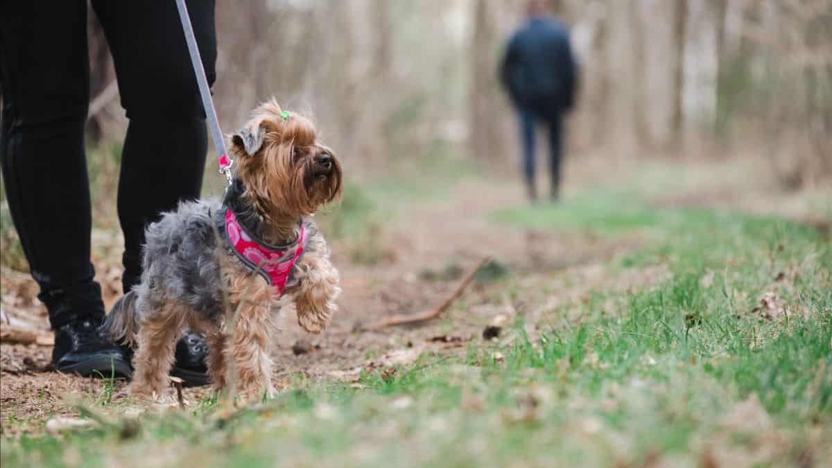 terrier on leash