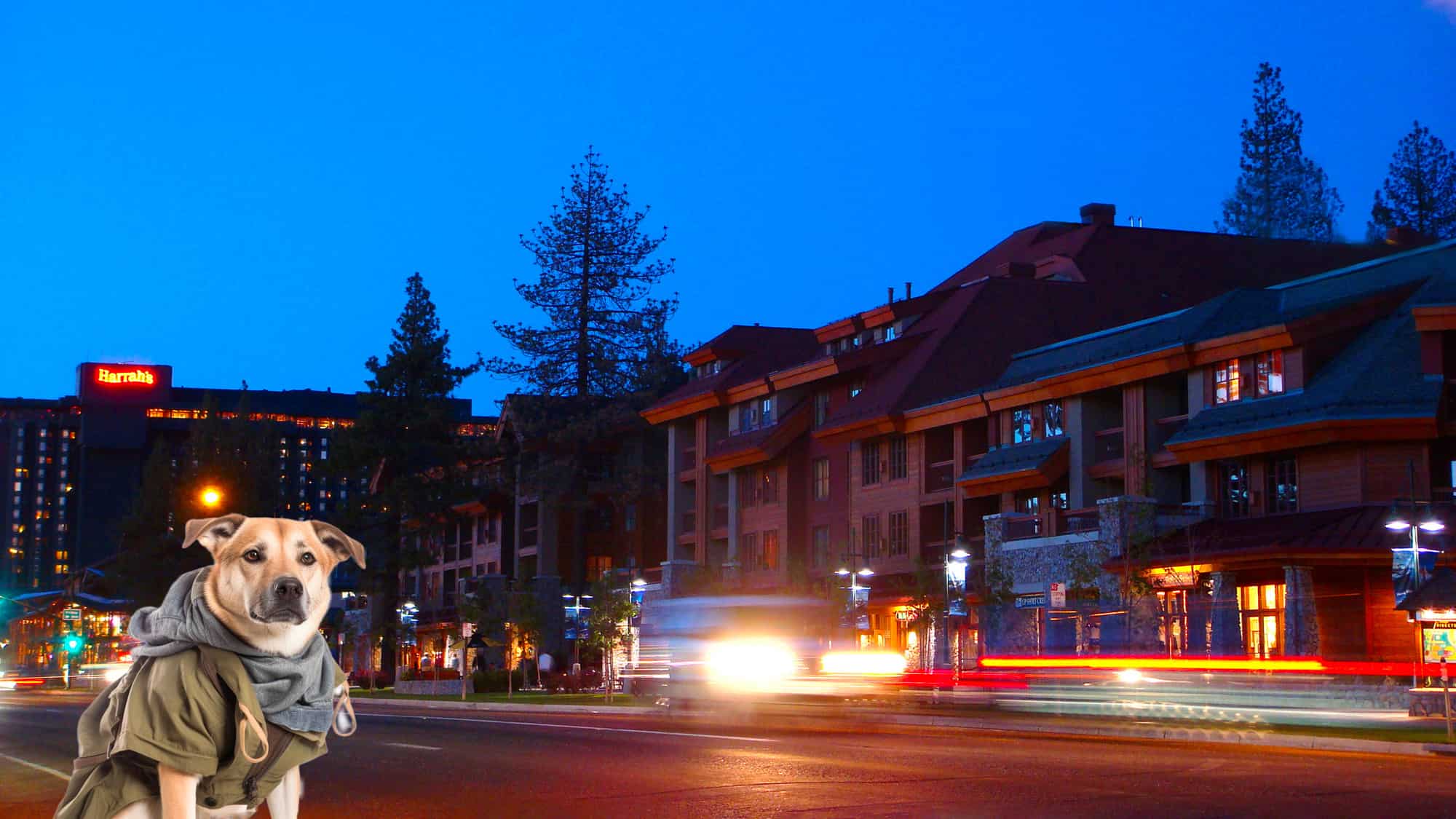 a dog that is standing on the side of the road in South Lake Tahoe.