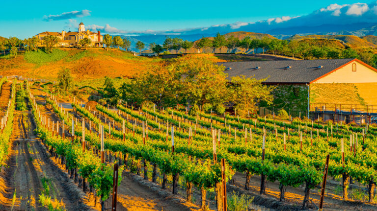 Rows of grapevines glow in the dusk lighting in Temecula, California