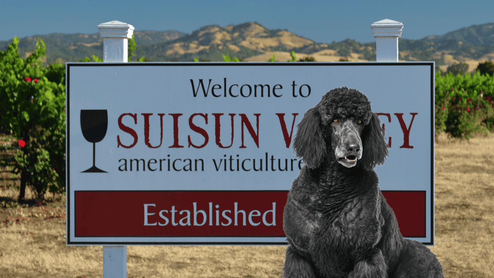 Poodle composited in front of the Welcome to Suisun Valley sign in dog-friendly Vacaville.