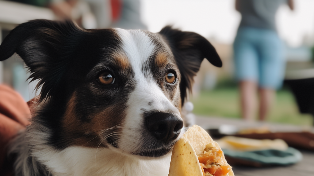 dog sniffing taco