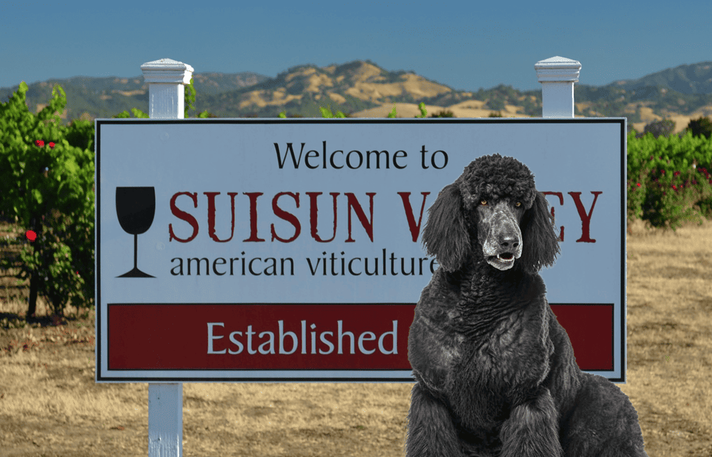 a black poodle sitting in front of a sign.