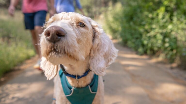 a white dog wearing a blue harness on a dirt road.